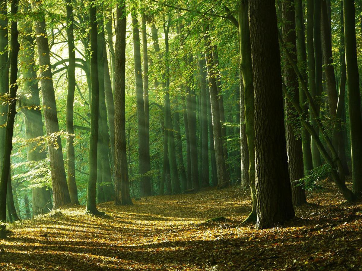 Appartement Waldschenke Stendenitz Uebernachten Im Wald Am Neuruppin